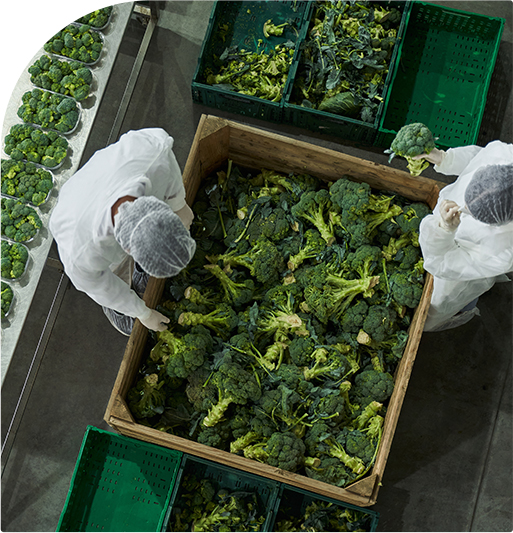 Production Process